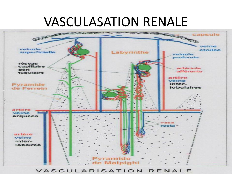 VASCULASATION RENALE