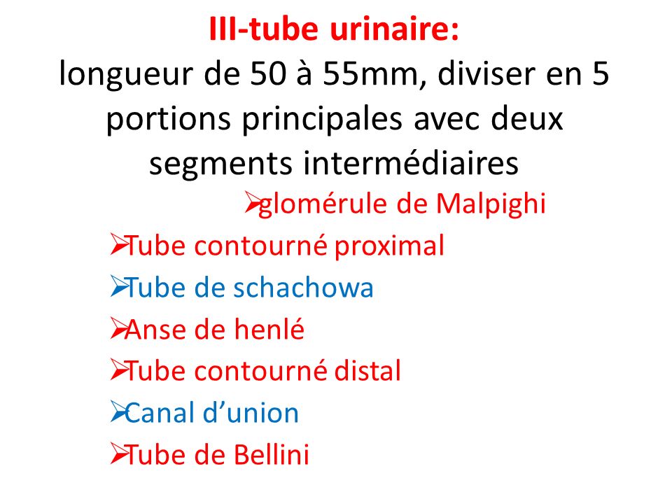 III-tube urinaire: longueur de 50 à 55mm, diviser en 5 portions principales avec deux segments intermédiaires