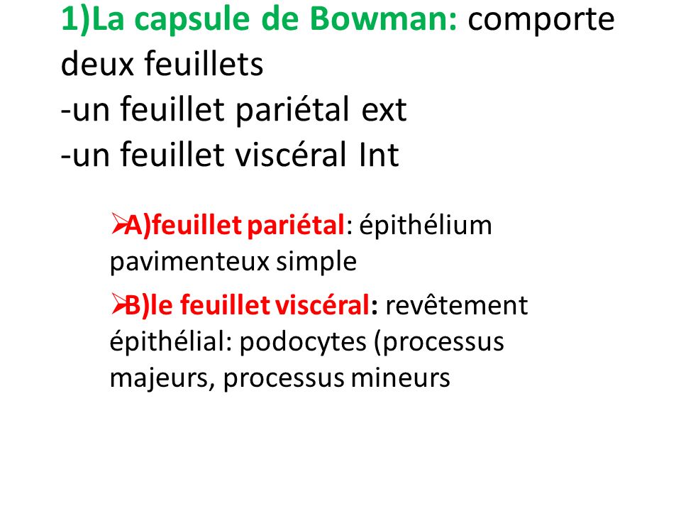 1)La capsule de Bowman: comporte deux feuillets -un feuillet pariétal ext -un feuillet viscéral Int