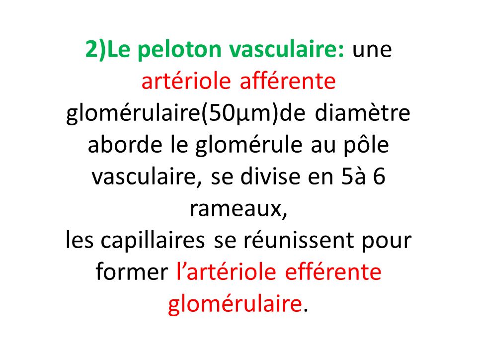 2)Le peloton vasculaire: une artériole afférente glomérulaire(50µm)de diamètre aborde le glomérule au pôle vasculaire, se divise en 5à 6 rameaux, les capillaires se réunissent pour former l’artériole efférente glomérulaire.