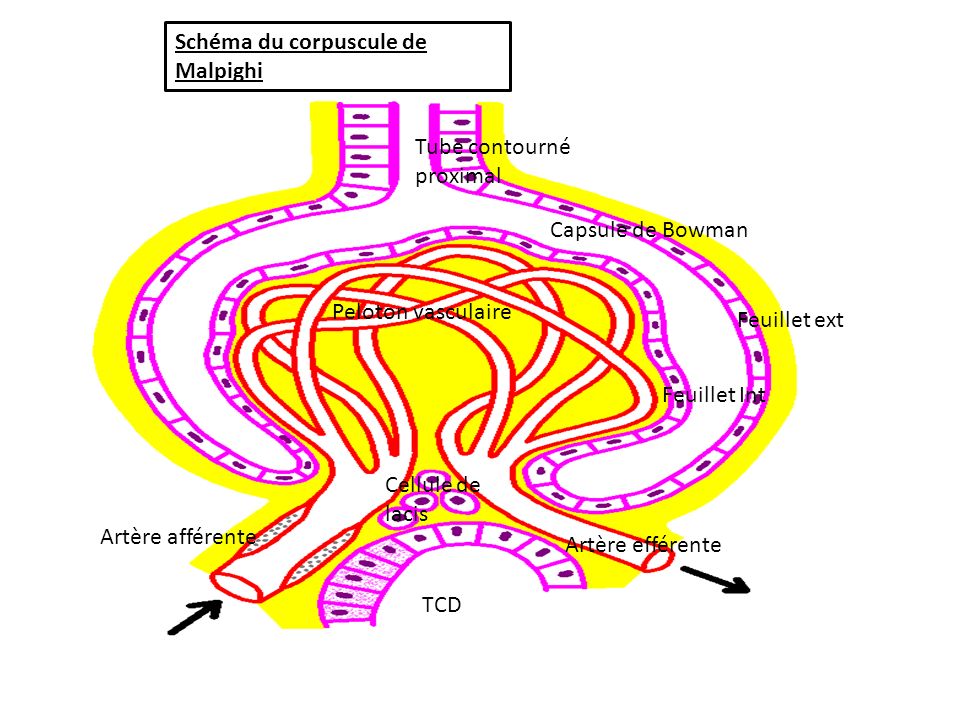 Schéma du corpuscule de Malpighi