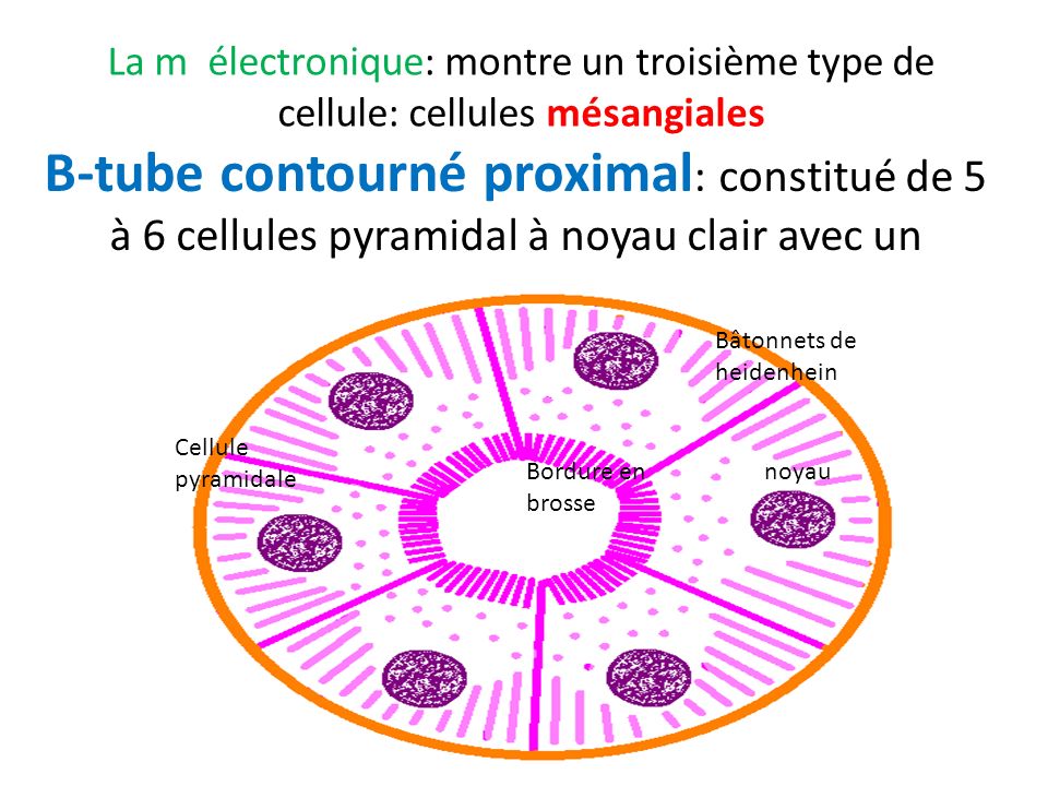 La m électronique: montre un troisième type de cellule: cellules mésangiales