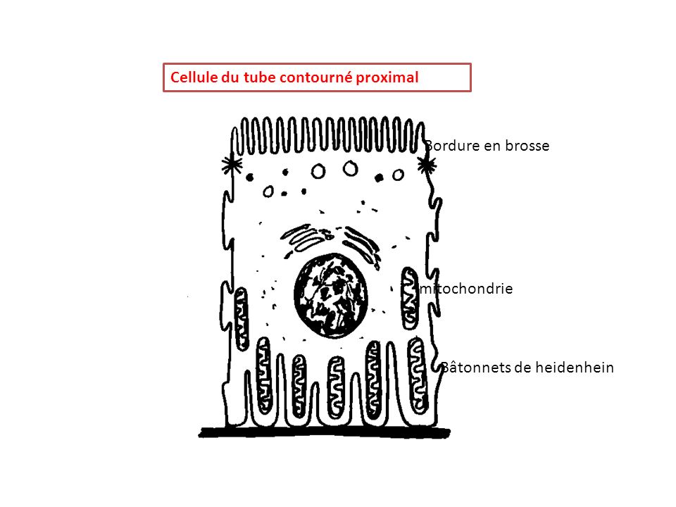 Cellule du tube contourné proximal