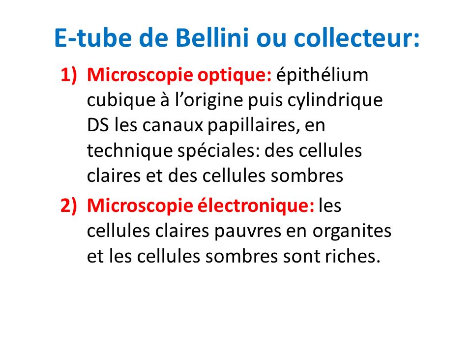 E-tube de Bellini ou collecteur:
