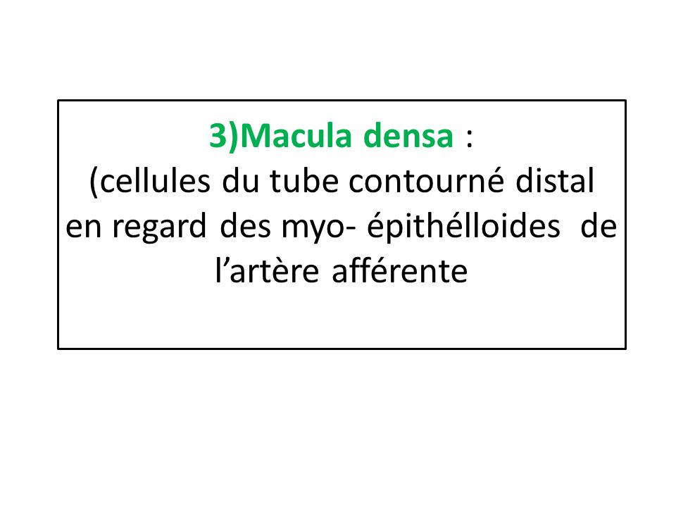 3)Macula densa : (cellules du tube contourné distal en regard des myo- épithélloides de l’artère afférente