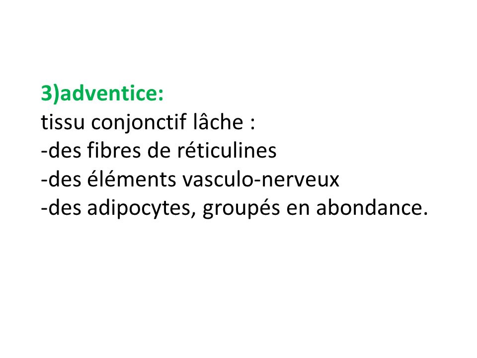 3)adventice: tissu conjonctif lâche : -des fibres de réticulines -des éléments vasculo-nerveux -des adipocytes, groupés en abondance.