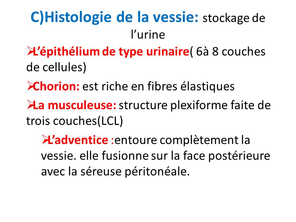 C)Histologie de la vessie: stockage de l’urine