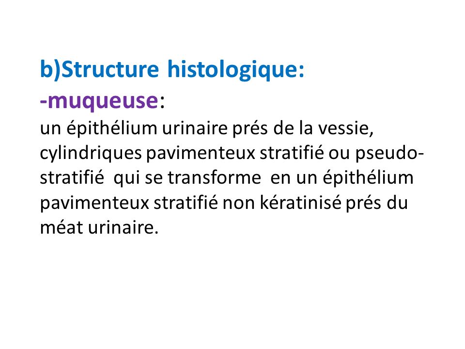 b)Structure histologique: -muqueuse: un épithélium urinaire prés de la vessie, cylindriques pavimenteux stratifié ou pseudo-stratifié qui se transforme en un épithélium pavimenteux stratifié non kératinisé prés du méat urinaire.