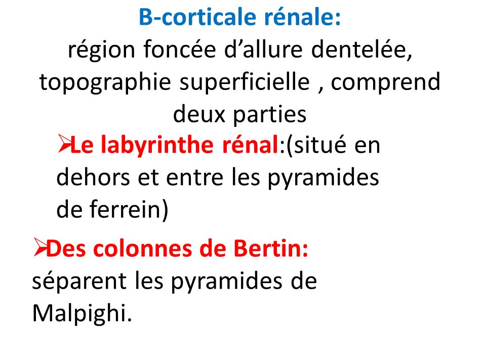 B-corticale rénale: région foncée d’allure dentelée, topographie superficielle , comprend deux parties