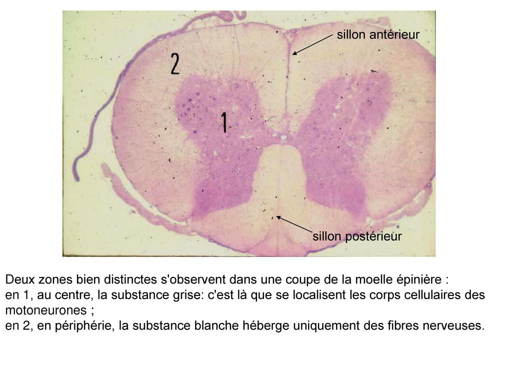 histologie de la substance blanche de la moelle épinière