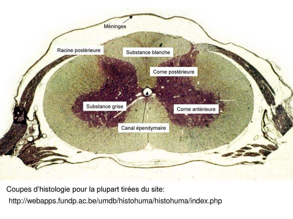 histologie de la substance blanche de la moelle épinière