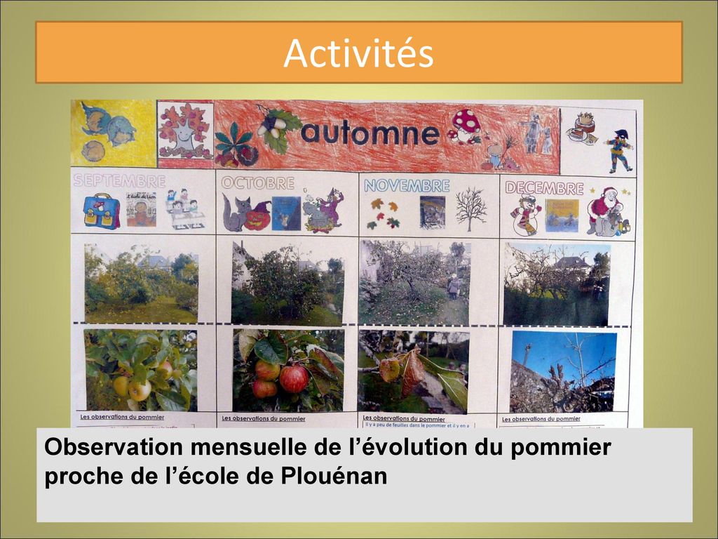 Activités Observation mensuelle de l’évolution du pommier proche de l’école de Plouénan