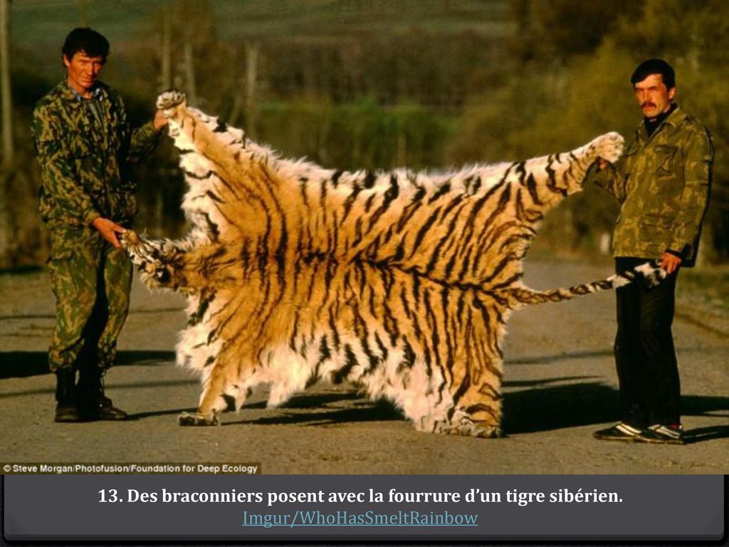 13. Des braconniers posent avec la fourrure d’un tigre sibérien.