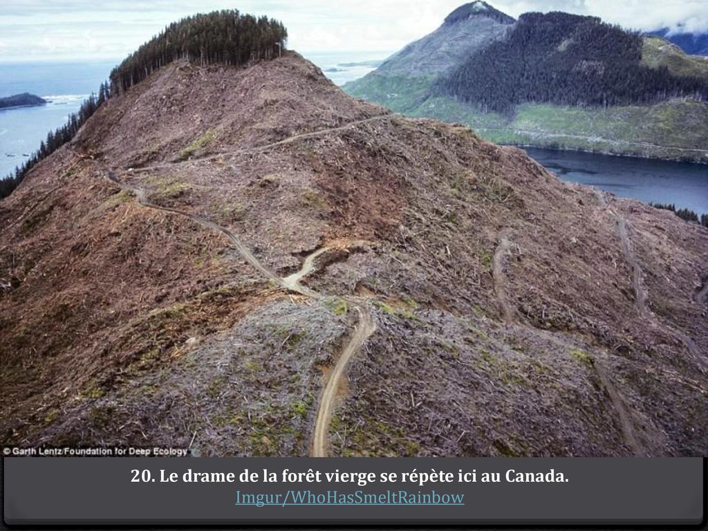 20. Le drame de la forêt vierge se répète ici au Canada.