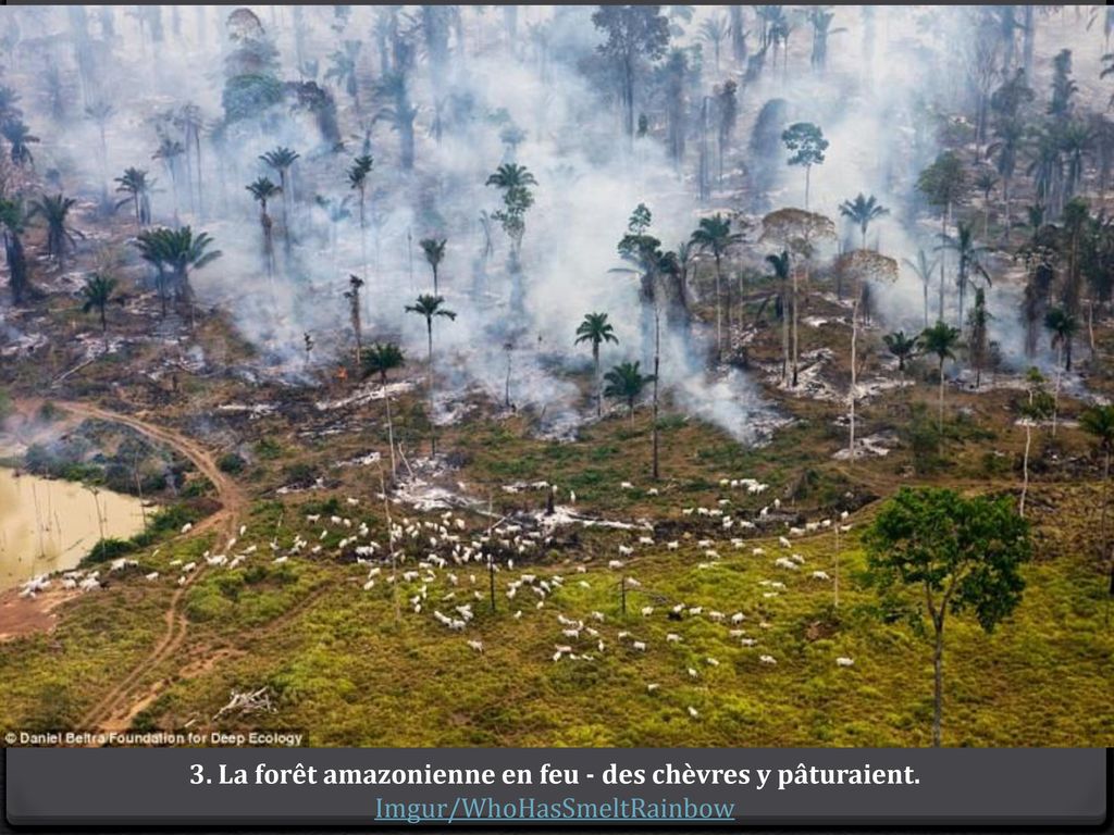 3. La forêt amazonienne en feu - des chèvres y pâturaient.