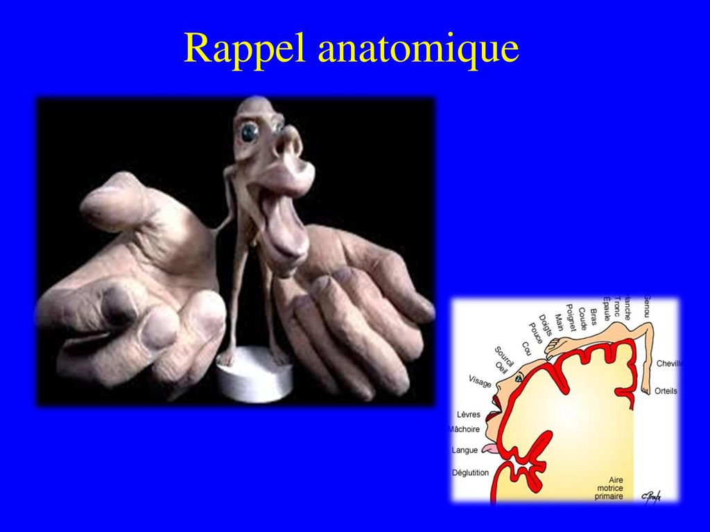 Rappel anatomique