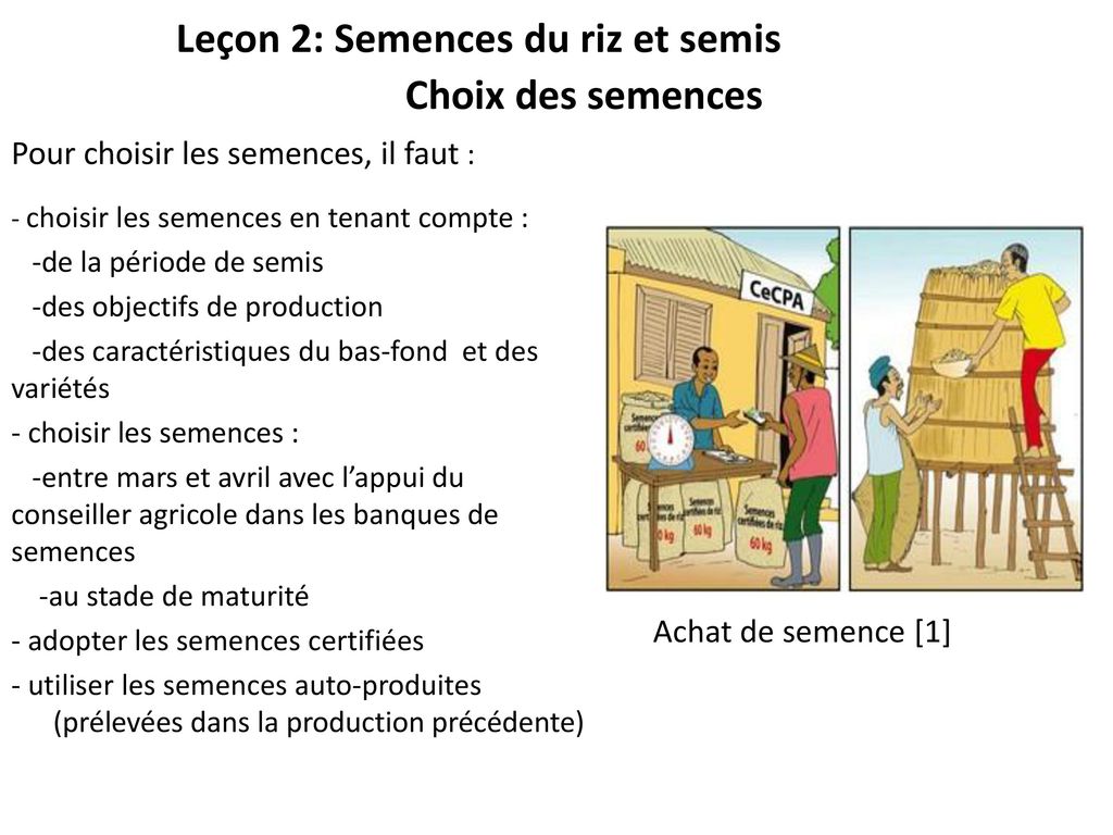 Leçon 2: Semences du riz et semis