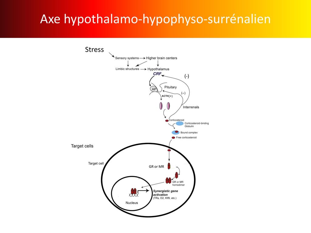 Axe hypothalamo-hypophyso-surrénalien
