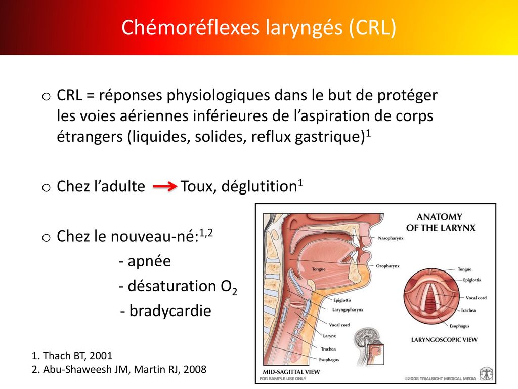 Chémoréflexes laryngés (CRL)