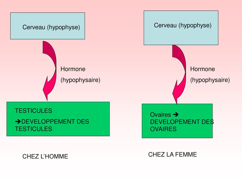 Cerveau (hypophyse) Cerveau (hypophyse) Hormone. (hypophysaire) Hormone. (hypophysaire) TESTICULES.
