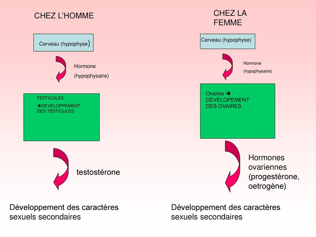 Hormones ovariennes (progestérone, oetrogène)