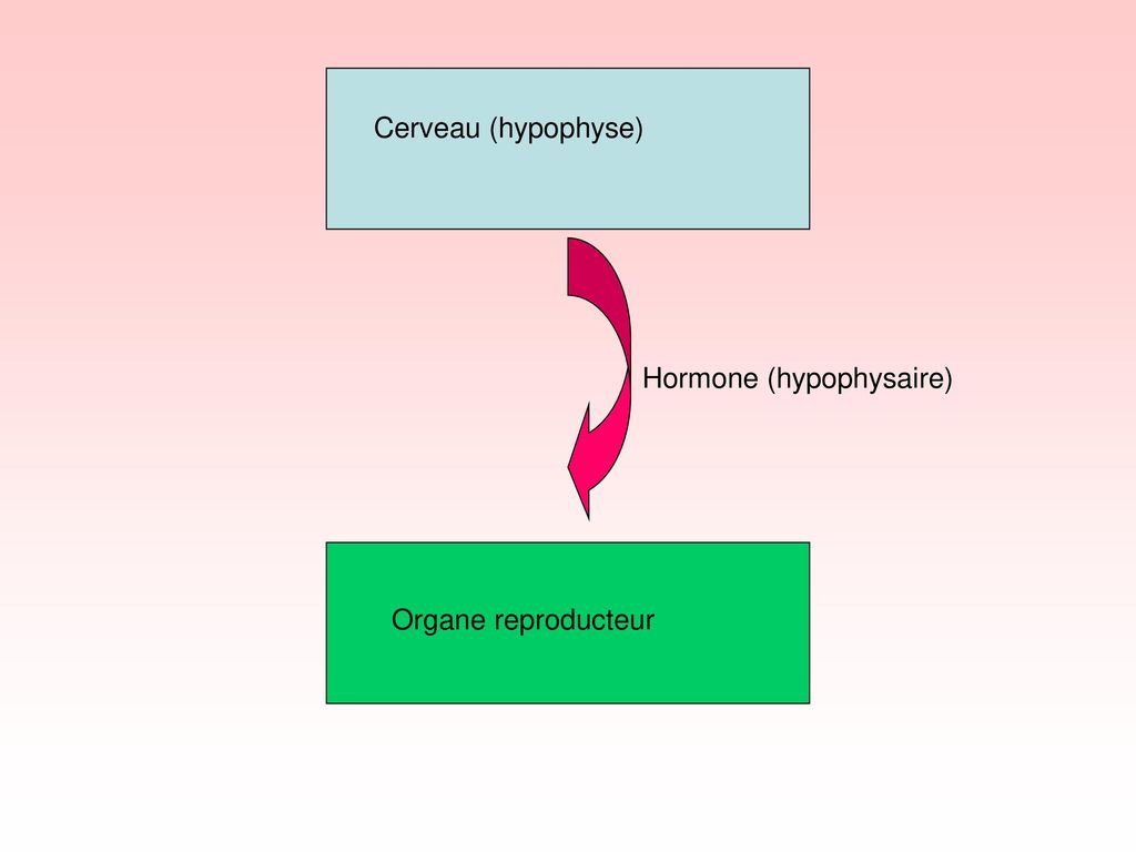 Cerveau (hypophyse) Hormone (hypophysaire) Organe reproducteur