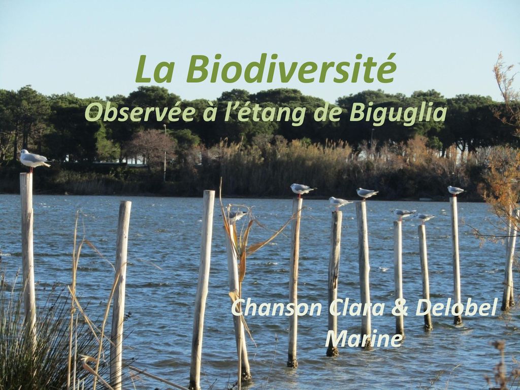 La Biodiversité Observée à l’étang de Biguglia