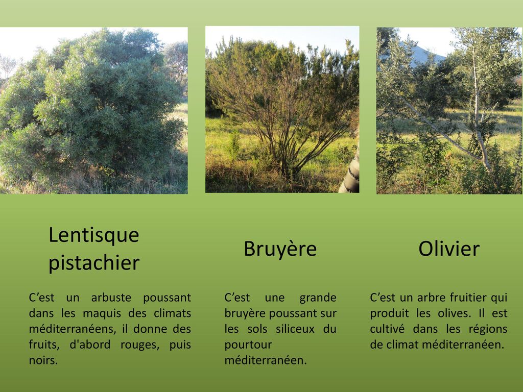 Lentisque pistachier Bruyère Olivier