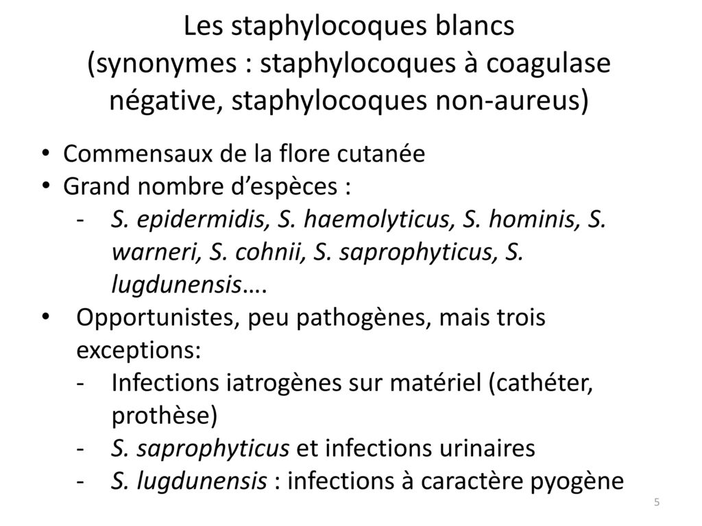 Les staphylocoques blancs