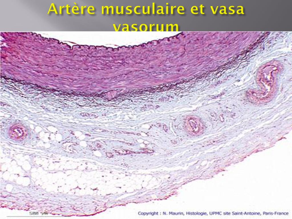 Artère musculaire et vasa vasorum