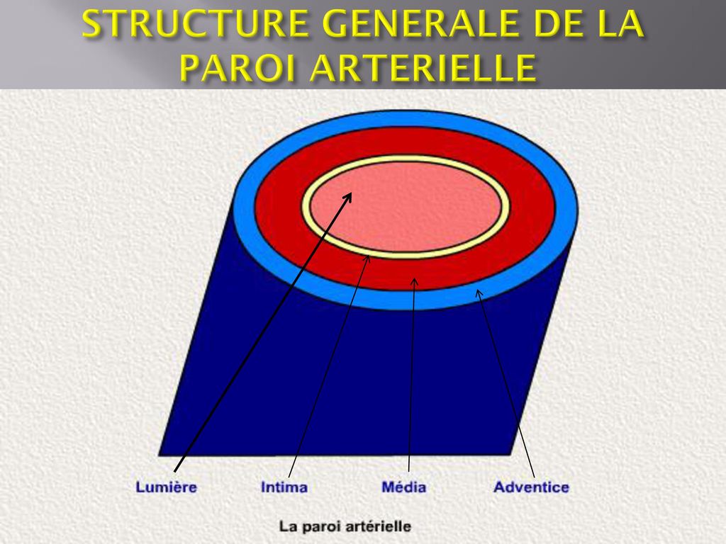 STRUCTURE GENERALE DE LA PAROI ARTERIELLE
