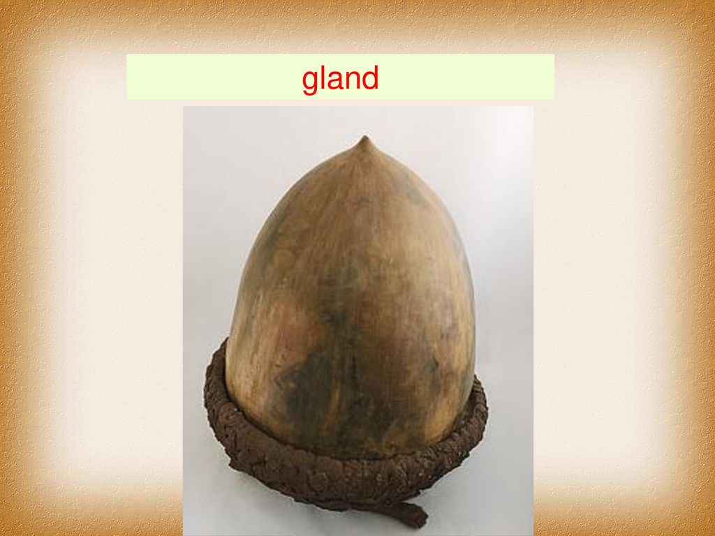 gland