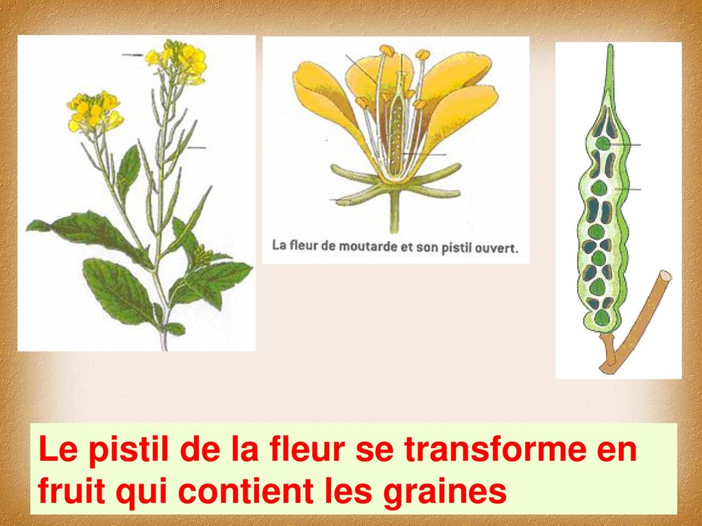 Le pistil de la fleur se transforme en fruit qui contient les graines