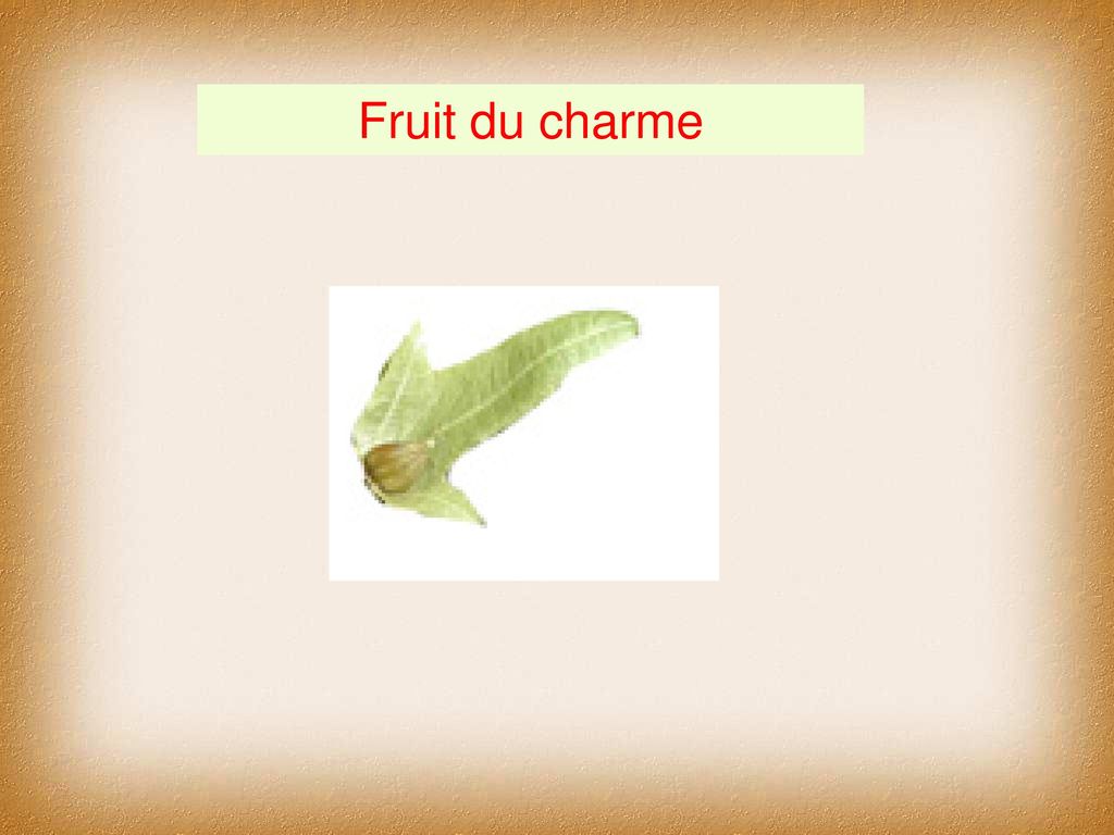 Fruit du charme