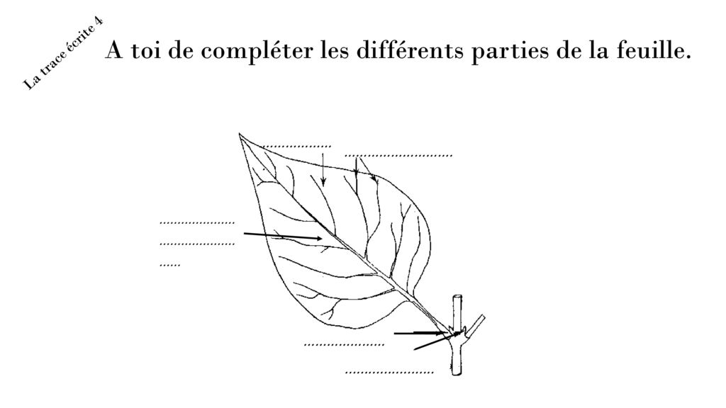 Le fonctionnement d'une feuille d'arbre en détails - La Salamandre