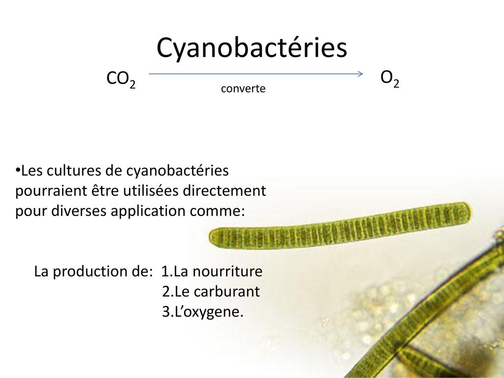 Cyanobactéries CO2. O2. converte. Les cultures de cyanobactéries pourraient être utilisées directement pour diverses application comme:
