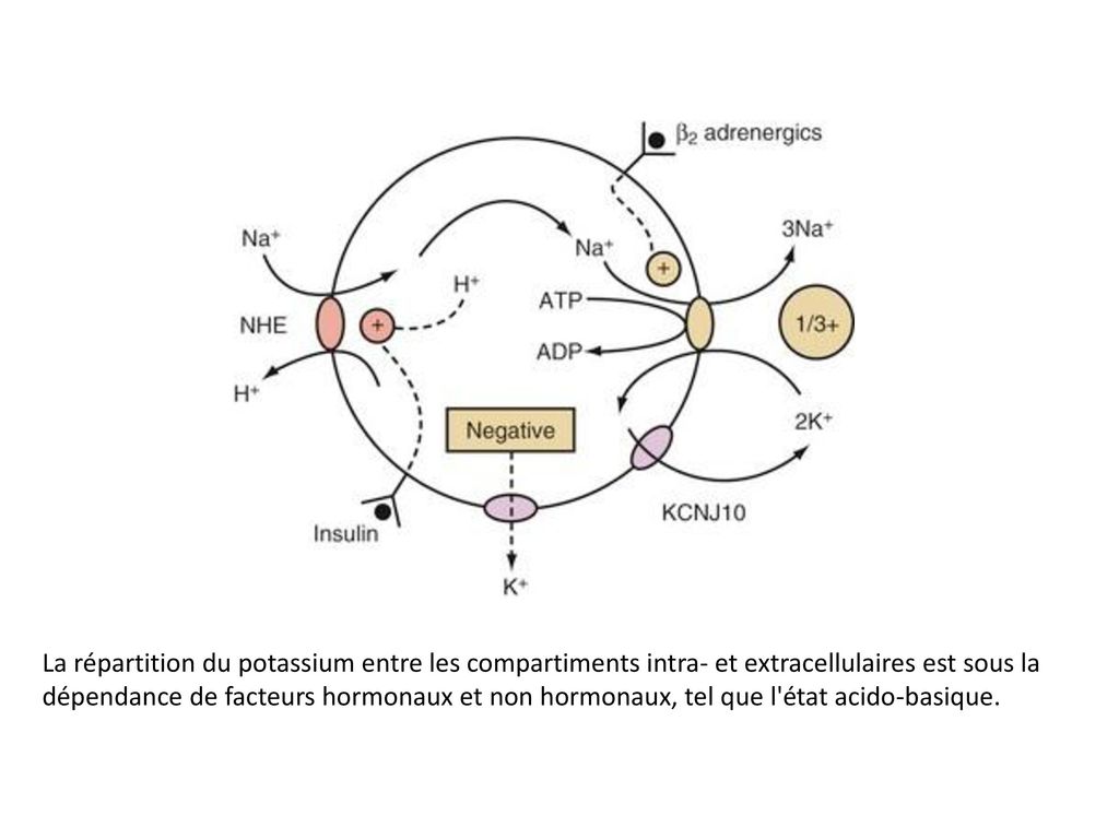 La répartition du potassium entre les compartiments intra- et extracellulaires est sous la dépendance de facteurs hormonaux et non hormonaux, tel que l état acido-basique.