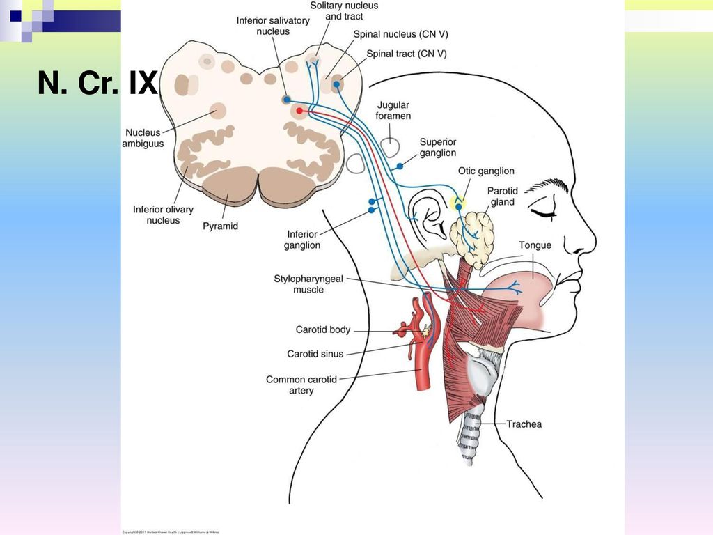 Языкоглоточный блуждающий нерв. Иннервация языкоглоточного нерва схема. Схема языкоглоточного нерва анатомия. Ход языкоглоточного нерва нерва. Путь языкоглоточного нерва схема.