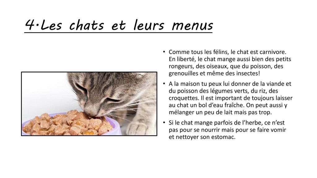4.Les chats et leurs menus