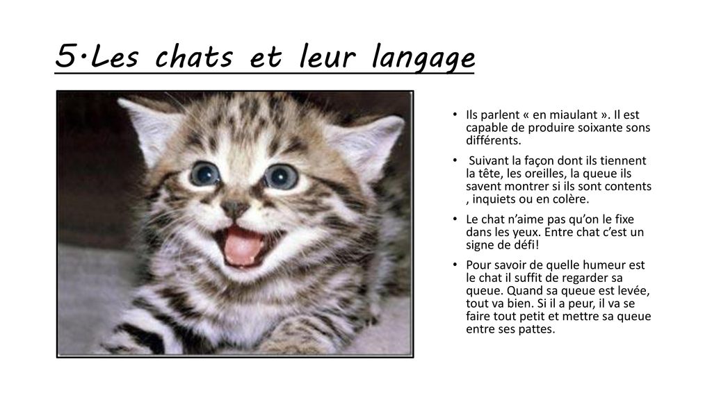 5.Les chats et leur langage
