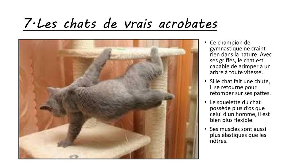 7.Les chats de vrais acrobates