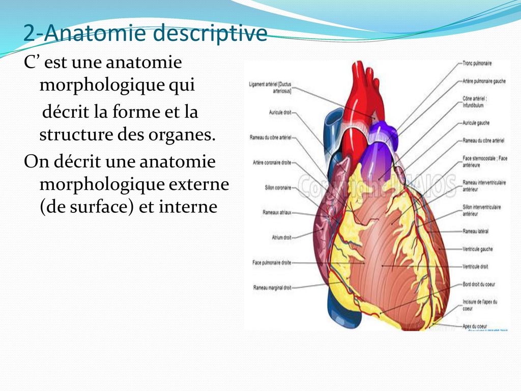 2-Anatomie descriptive