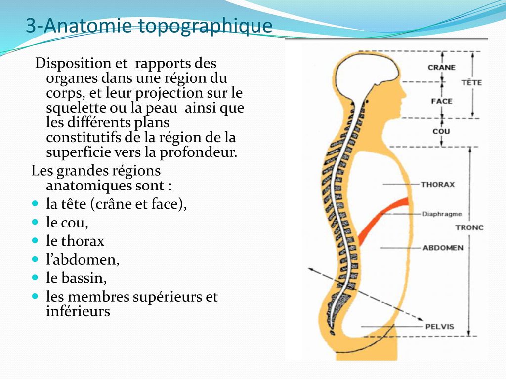 3-Anatomie topographique