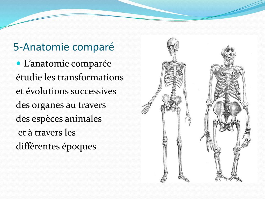 5-Anatomie comparé L’anatomie comparée étudie les transformations