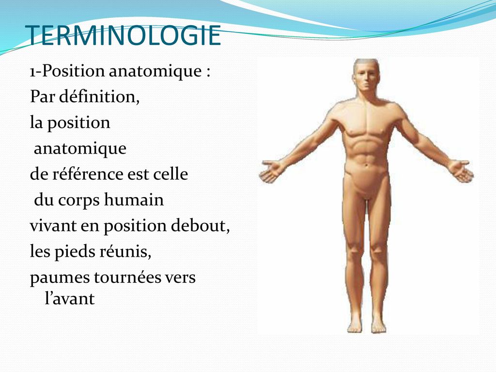 TERMINOLOGIE 1-Position anatomique : Par définition, la position