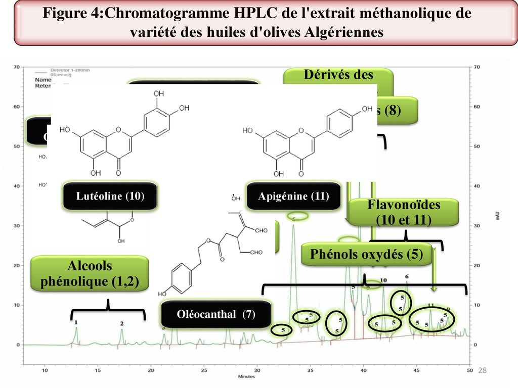 Figure 4:Chromatogramme HPLC de l extrait méthanolique de variété des huiles d olives Algériennes