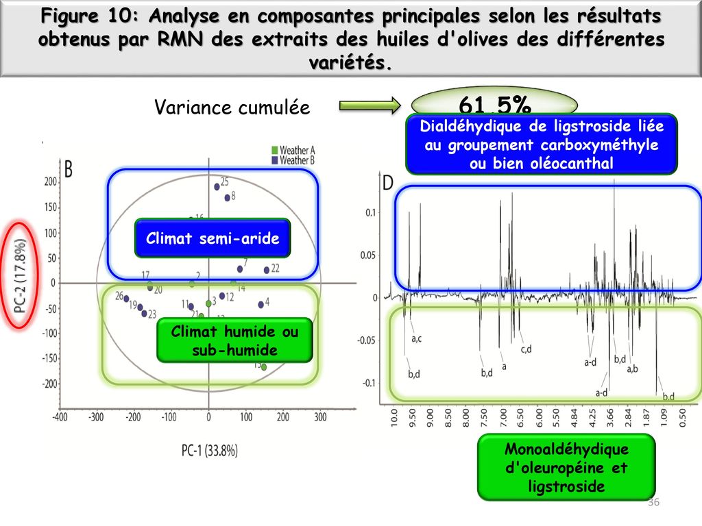 Figure 10: Analyse en composantes principales selon les résultats obtenus par RMN des extraits des huiles d olives des différentes variétés.