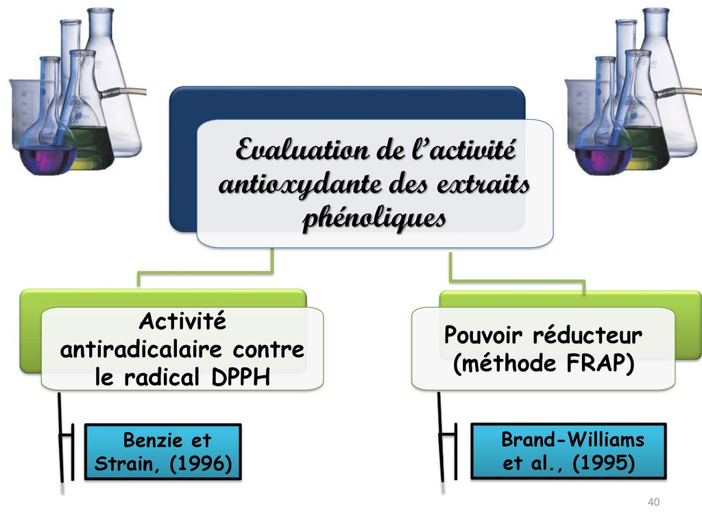Evaluation de l’activité antioxydante des extraits phénoliques