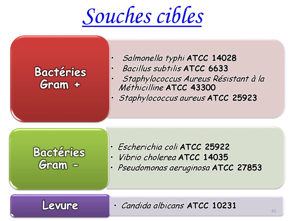 Souches cibles Bactéries Gram + Bactéries Gram - Levure