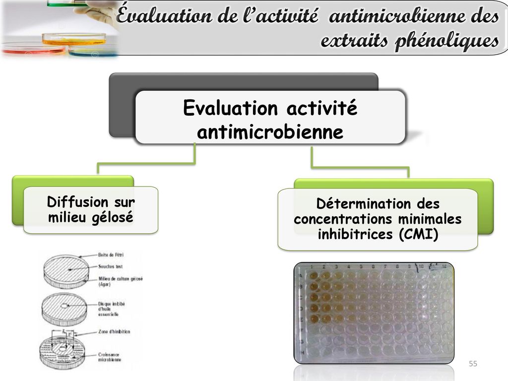 Evaluation activité antimicrobienne